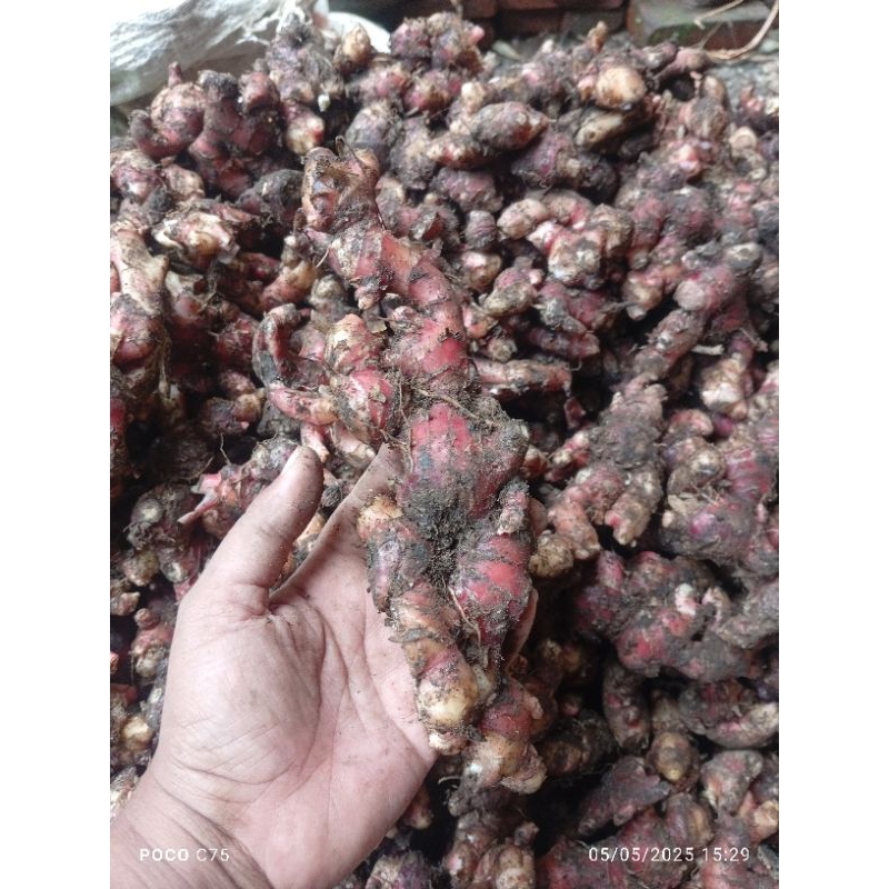 

Jahe Merah Fresh Organik