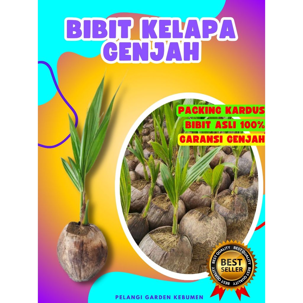 TERBAIK.. Bibit Kelapa Hijau Hibrida Pendek, Bibit Kelapa Hibrida Hijau Pendek, Bibit Kelapa Hibrida