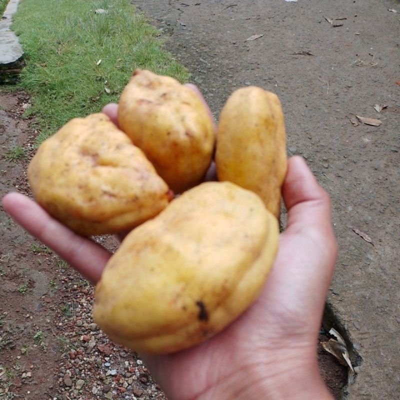 

Buah namnam/buah pukih segar fresh di petik langsung