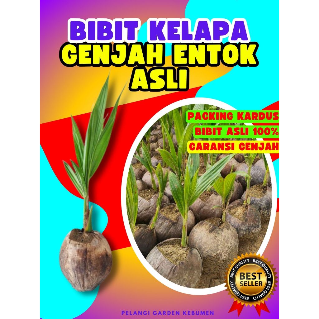 CEPAT PANEN.. Bibit Kelapa Kopyor Original, Bibit Kelapa Kopyor Hijau, Bibit Kelapa Kopyor Asli