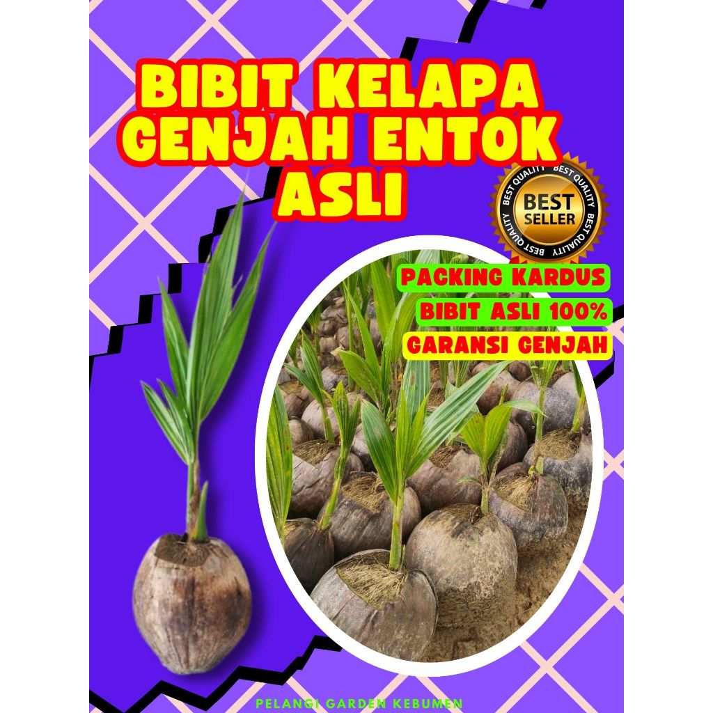 PALING DICARI.. Bibit Kelapa Kopyor Madu, Bibit Kelapa Kopyor Original, Bibit Kelapa Kopyor Pati
