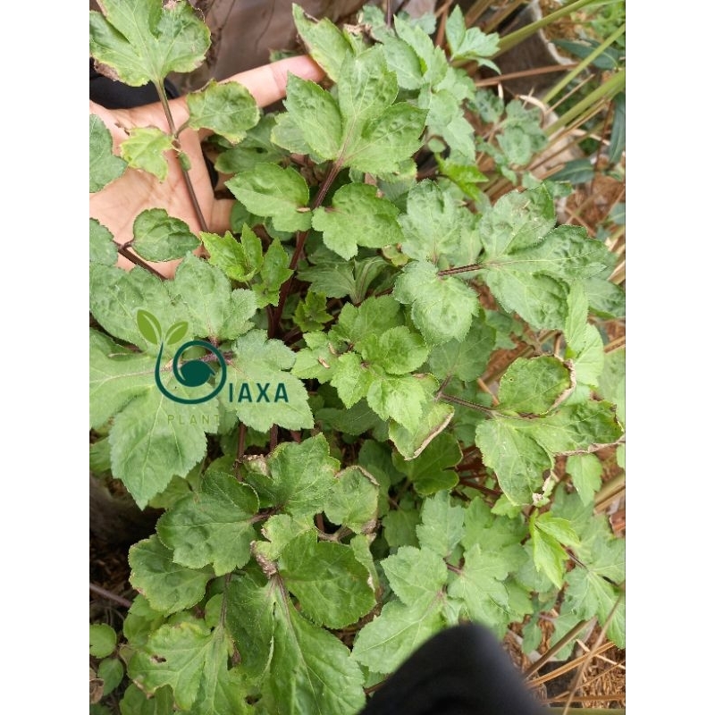 Tanaman Purwaceng Purwoceng Bibit Herbal Pimpinella Pruatjan