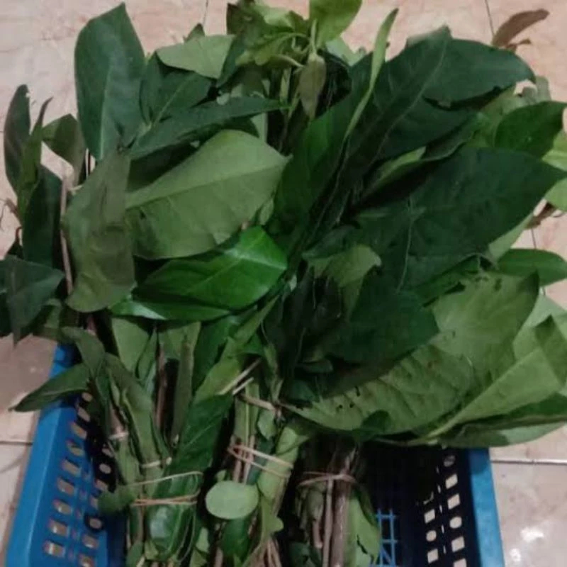 

Daun Salam 1 Ikat - Bay Leaf 1 Pack