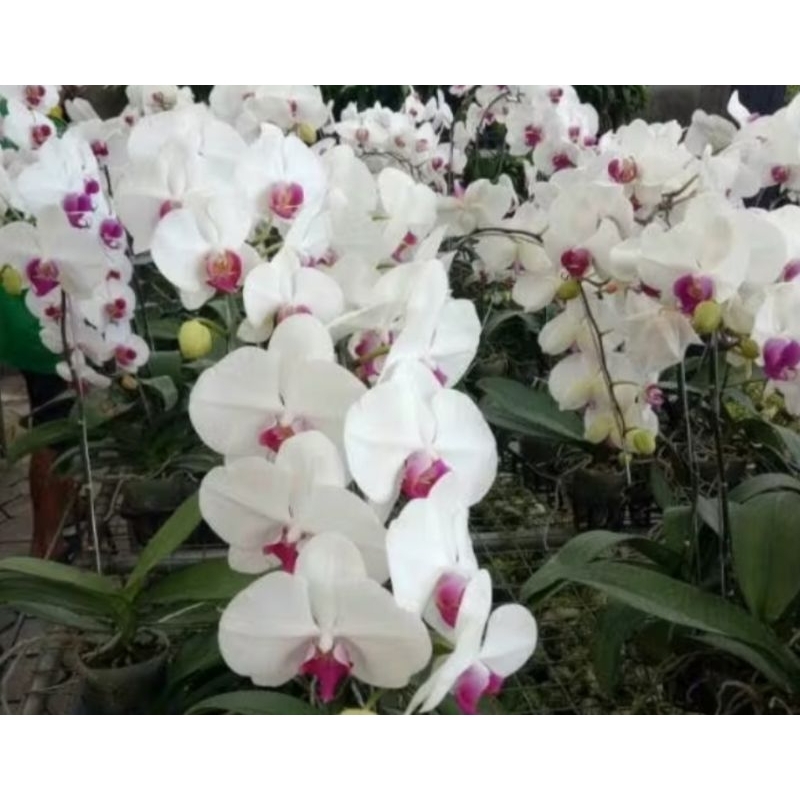 Anggrek Bulan Jumbo Isi 2 Tanaman Segar Ungu & Putih/anggrek bulan dewasa