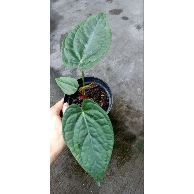 Tanaman Anthurium Dorayaki x Luxurian