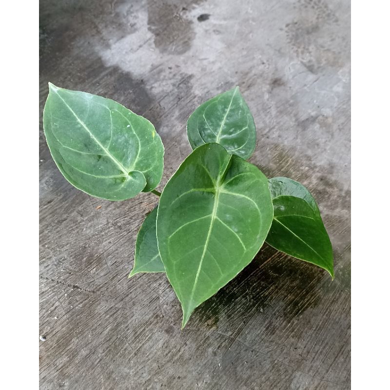 Tanaman Anthurium Desleri