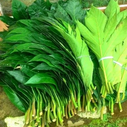 

daun sukun segar 1 lembar
