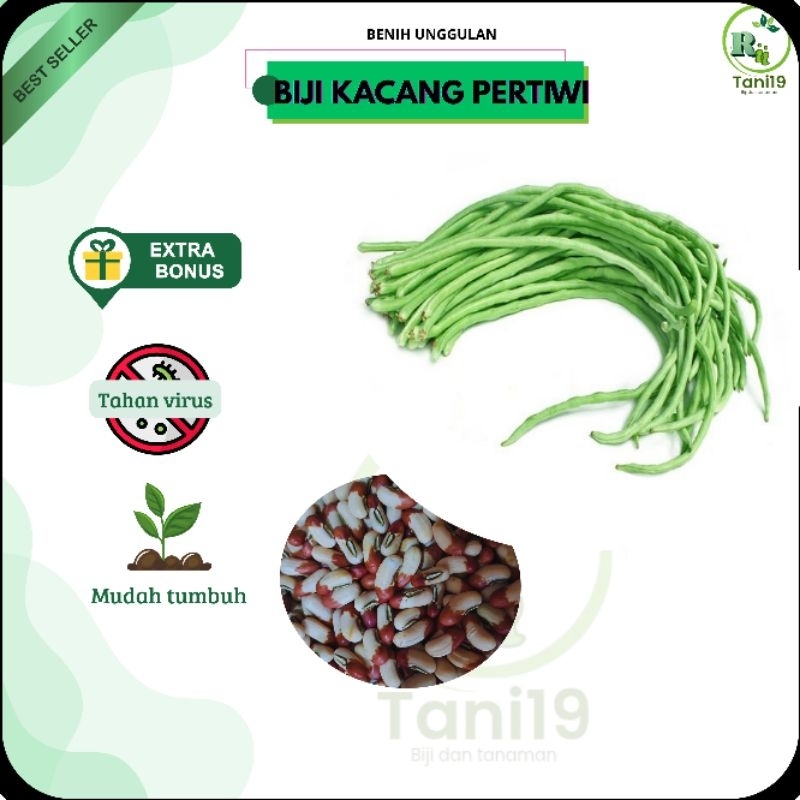 

biji benih KACANG PERTIWI repack | MURAH