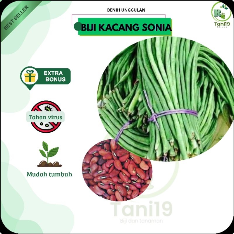 

biji benih KACANG SONIA repack | MURAH
