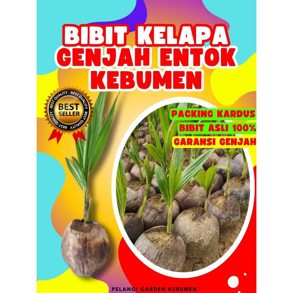 CEPAT BERBUAH.. Bibit Buah Kelapa Hijau, Bibit Buah Kelapa Hibrida Bersertifikat, Bibit Buah Kelapa 