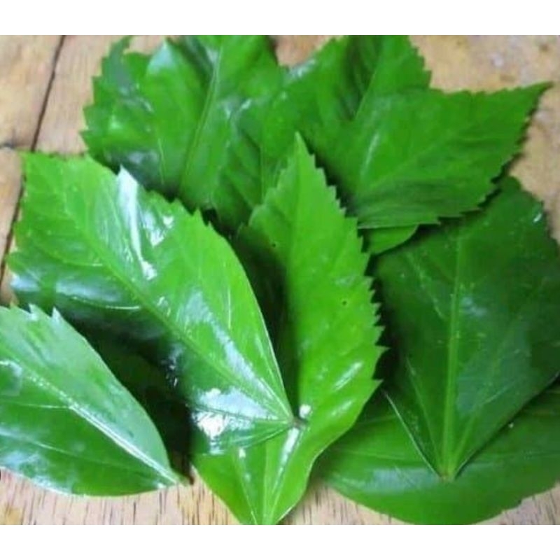 

Daun kembang sepatu daun lentera daun bunga sepatu 200 lembar