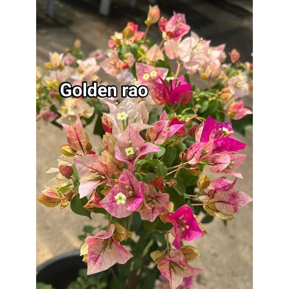 bunga bugenville - GOLDEN RAO ori
