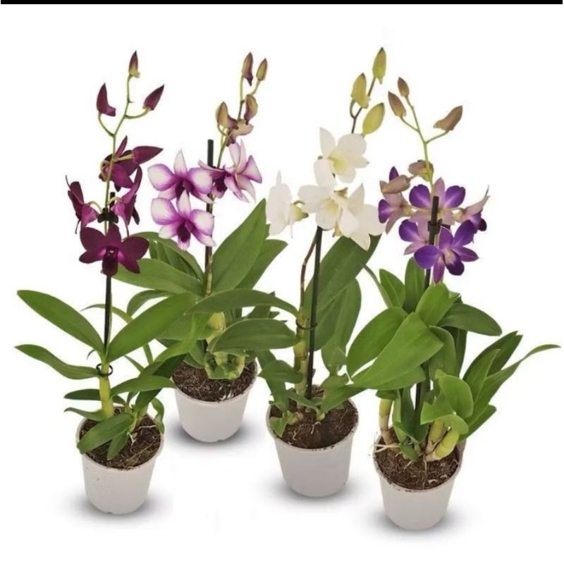 PROMO ANGGREK DENDROBIUM / TANAMAN HIDUP ANGGREK DENDROBIUM BUNGA HIDUP ANGGREK DENDROBIUM