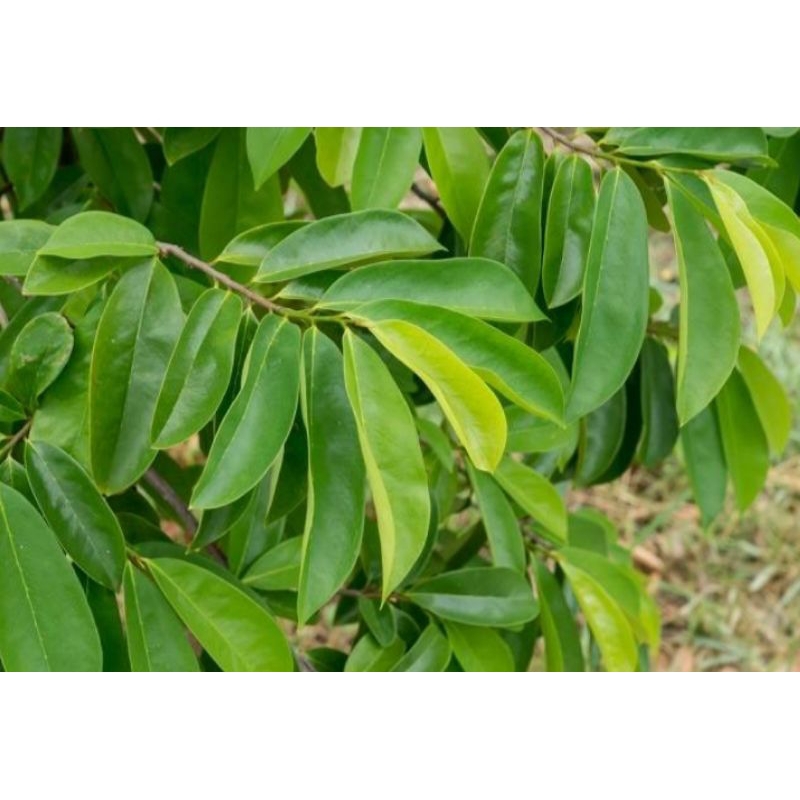 

daun sirsak segar kemasan 1kg