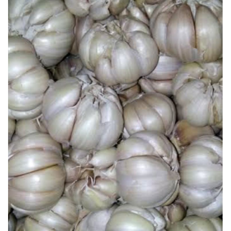 

bawang putih
