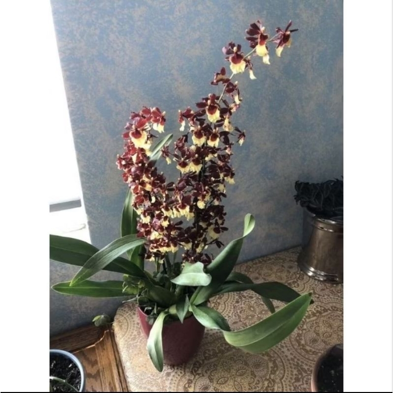 ANGGREK ONCIDIUM DEWASA SHARRY BABY - BUNGA ANGGREK ONCIDIUM