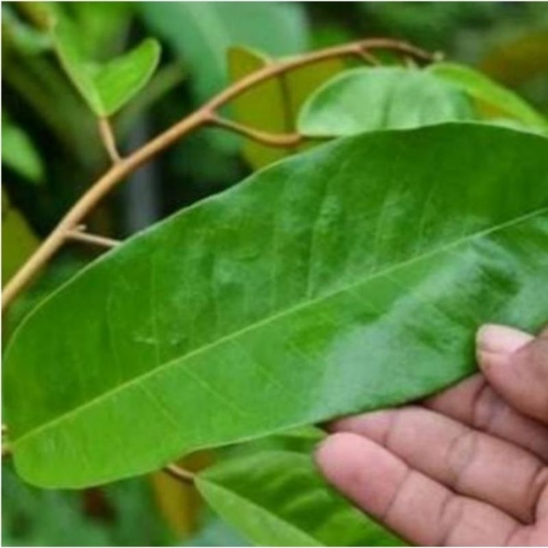 

promo Daun durian segar 100 lembar obat herbal alami