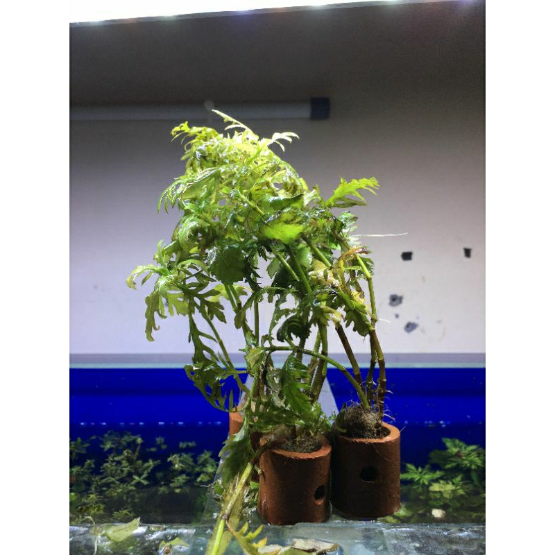 hiasan aquarium TANAMAN WATER WISTERIA