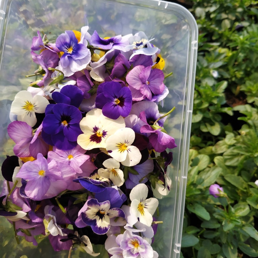 

VIOLA EDIBLE FLOWER ISI 20 PCS / Edible Flower