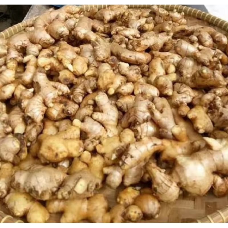 

Jahe emprit segar kualitas terbaik 1 kg