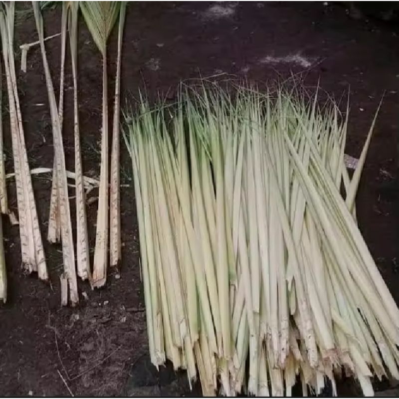 

Daun Kelapa Muda (Janur Kuning)