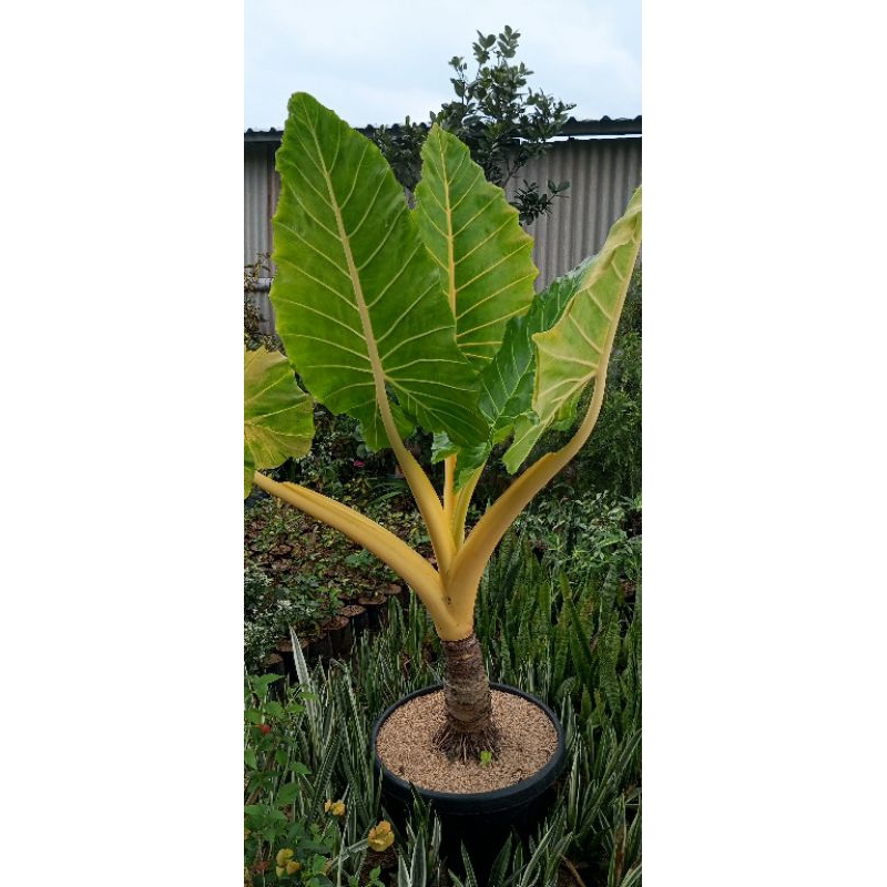 Alocasia macrorrhizos atau tanaman sente kuning