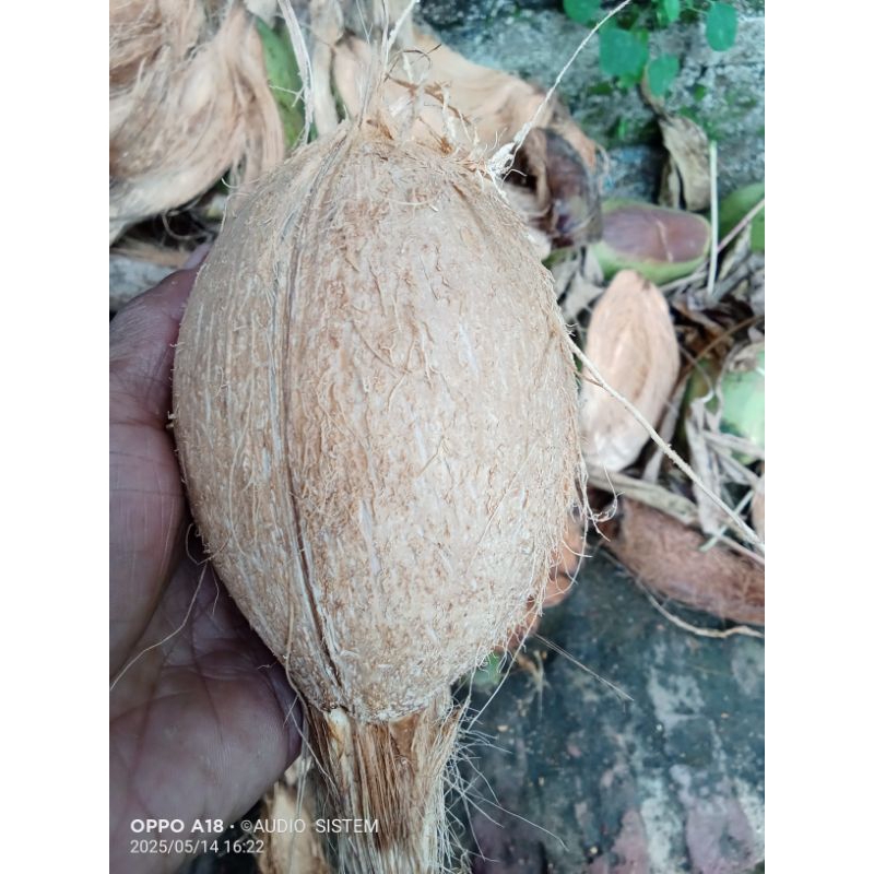 

kelapa tua kecil isi tebal.fres.