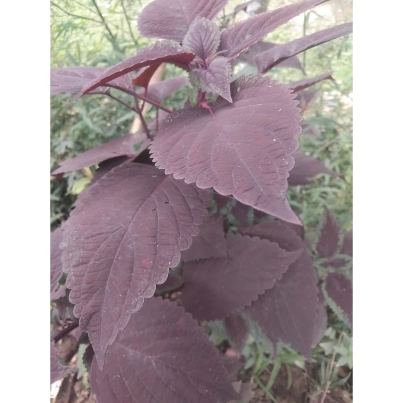 

Daun jawer kotok segar daun mianailer 250 gram