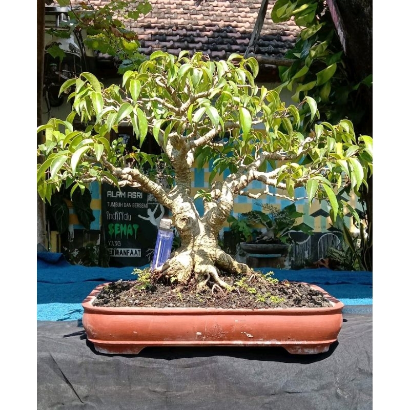 Bonsai ficus benjamina siap pajang