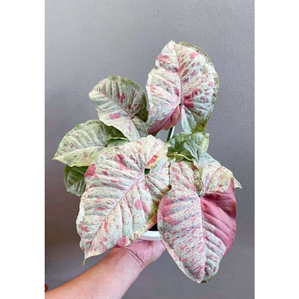 Tanaman Singonium Milk Confetti /Singonium MilkCofetti