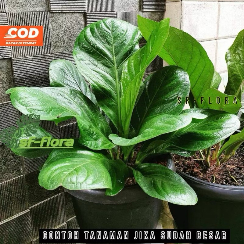Anthurium Supernova Kulit Jeruk asli  - tanaman hias anthurium supernova