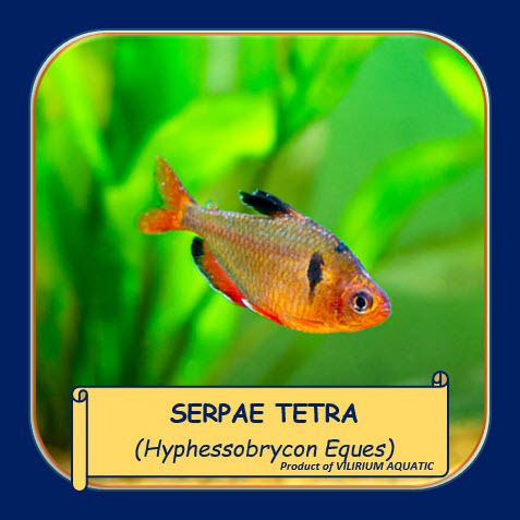 IKAN HIAS AIR TAWAR - TETRA SERPAE / RED MINOR TETRA / JEWEL TETRA / CALLISTUS TETRA