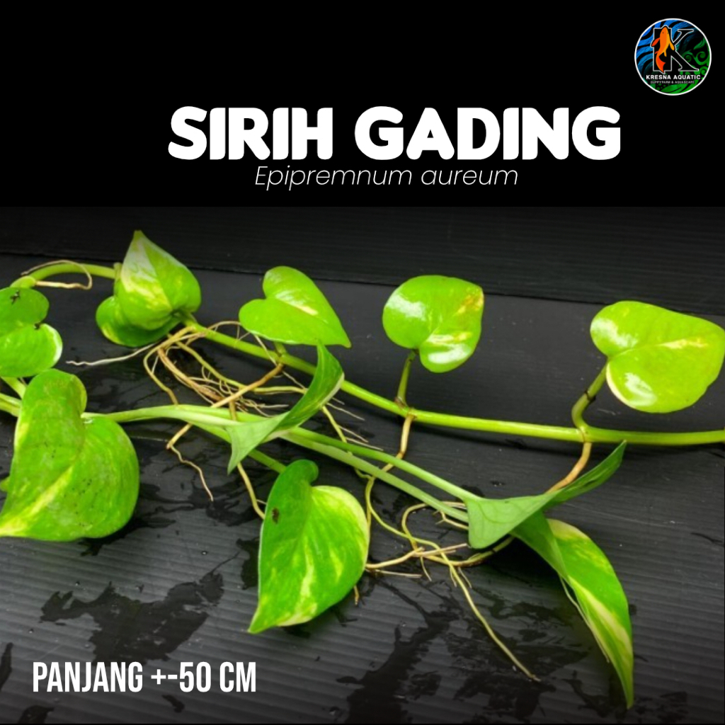 Sirih Gading Tanaman Aquascape Hiasan Aquarium