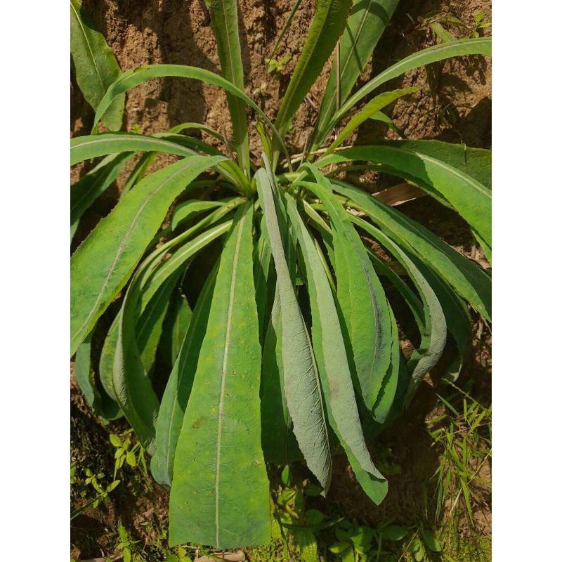 

daun tempuyu atau camawak fres 500 gram murah