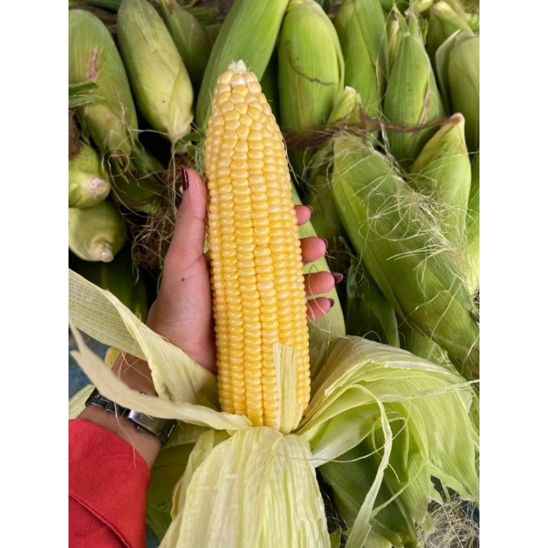 

BENIH JAGUNG SUPER MANIS 1KG