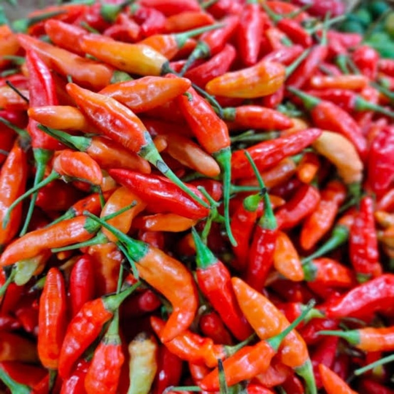 

cabe rawit merah ori original fresh termurah 1 dus/karung 10 kg