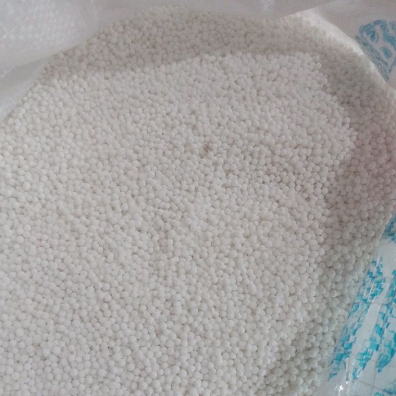 

sagu mata ikan Thailand warna putih