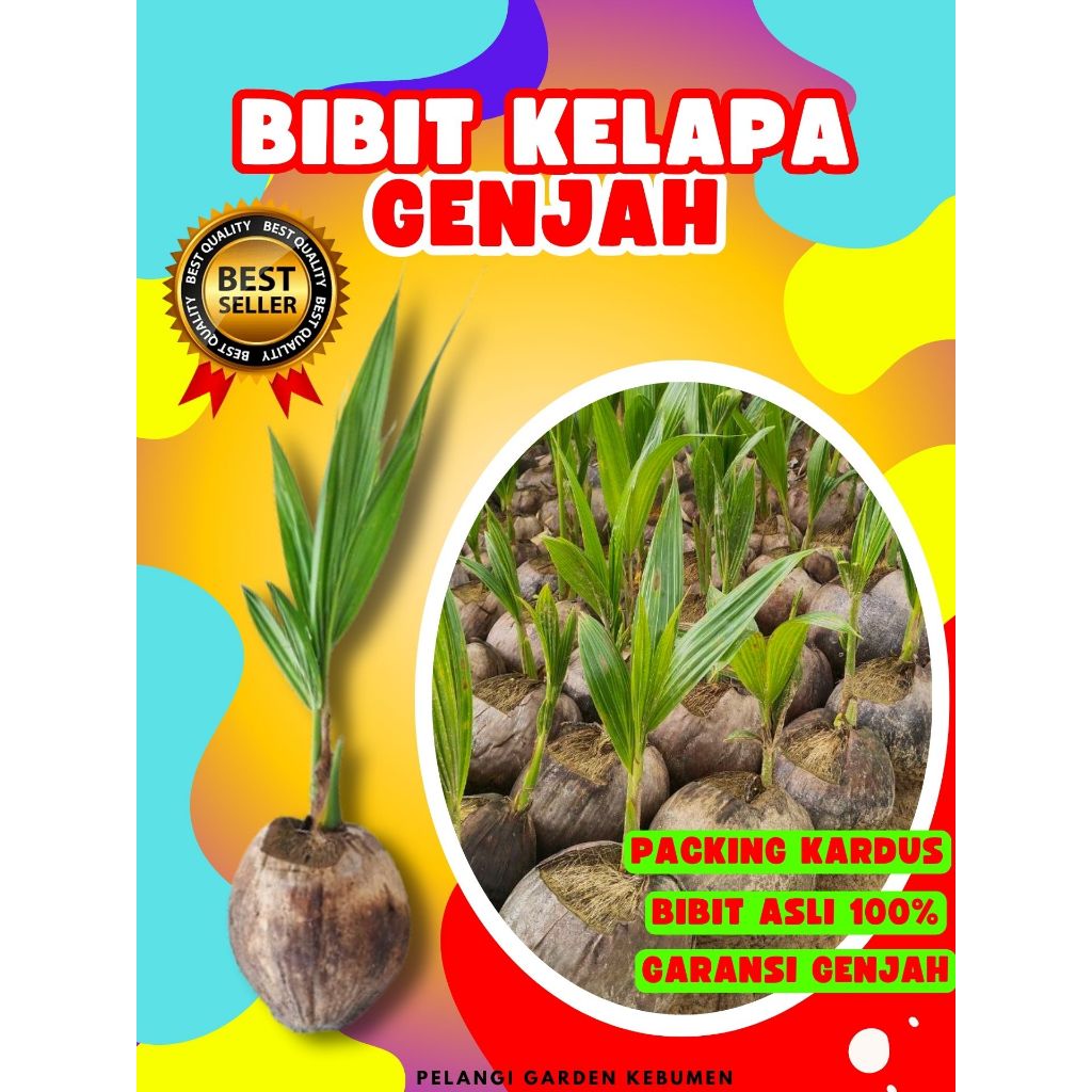 CEPAT BUAH..!  Pohon Kelapa Entok, Pohon Kelapa Entok Genjah, Pohon Kelapa Entok Super