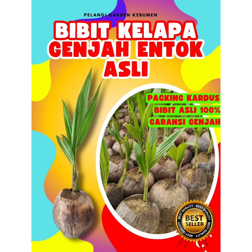 PALING DICARI.. Pohon Kelapa Entok Anakan, Pohon Kelapa Entok Anak, Pohon Kelapa Entok Kecil