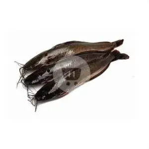 

ikan lele segar