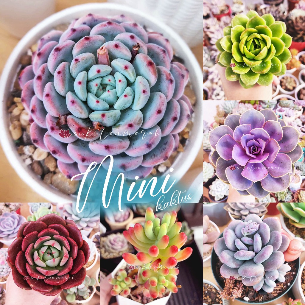 Sukulen Sekulen PILIH Kaktus MERAH mini echeveria succulent cactus tanaman hias asli lembang bandung