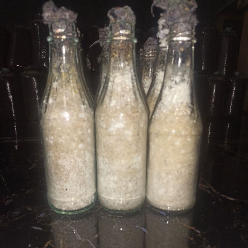 

bibit jamur tiram putih F2