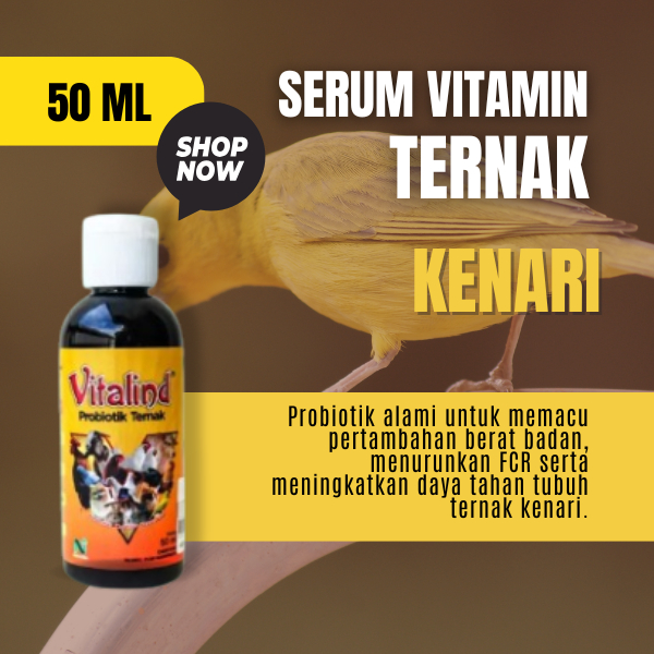 Vitamin burung kenari vitamin burung kenari gacor  vitamin burung kenari premium  vitamin burung ken
