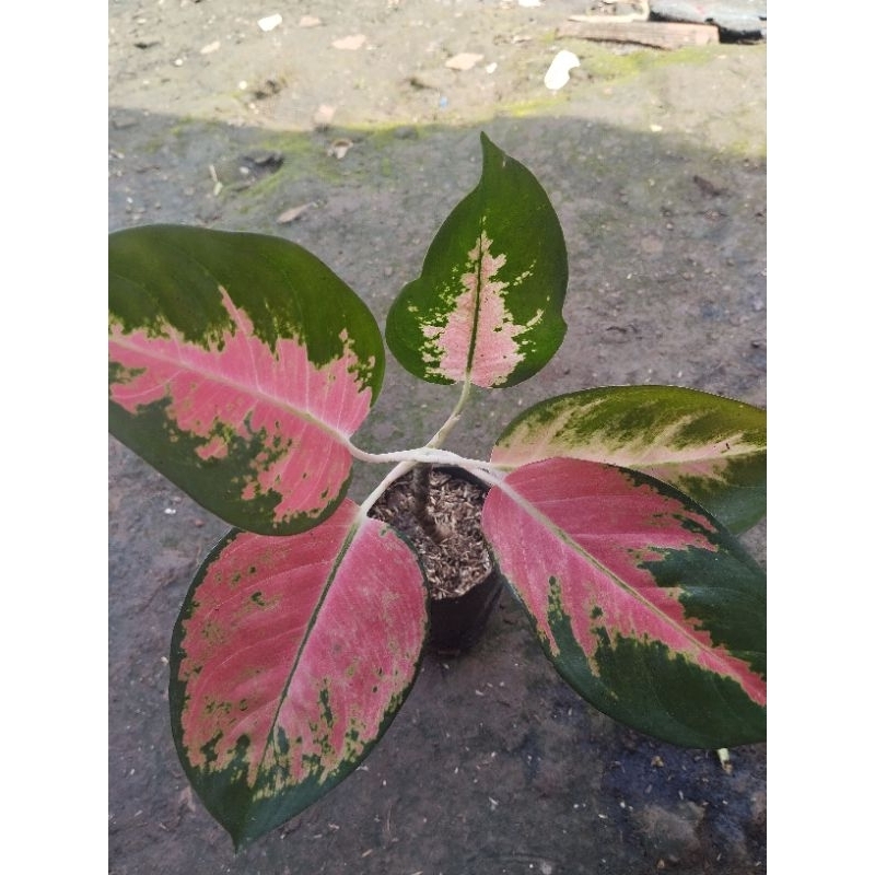 Aglonema Kochin - Bunga Aglonema - Aglonema