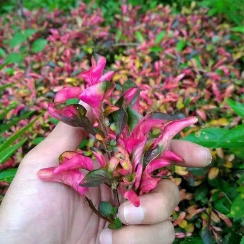 Krokot merah - bibit tanaman hias - hiasan taman - krokot