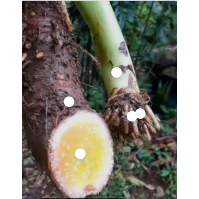

bisa dibuat bibit bisa manan atau camilan 1 Kg 30 000