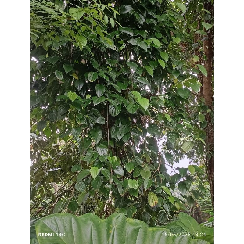 

Daun Sirih Segar 100 lembar