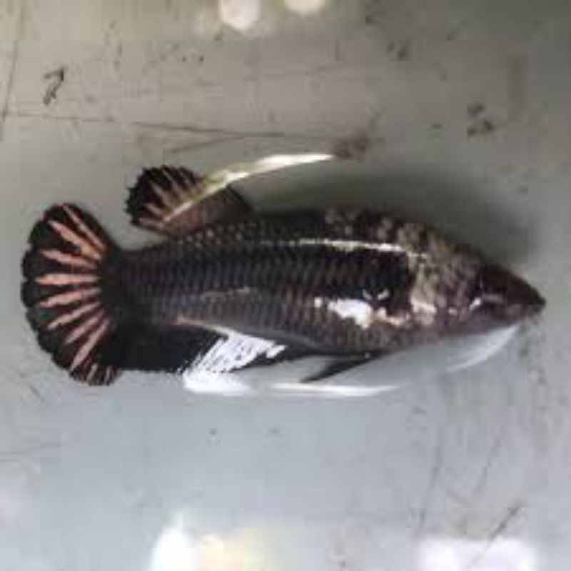 avatar cooper female siap breed