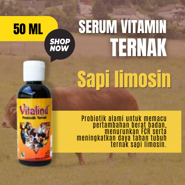 Vitamin hewan ternak sapi limosin vitamin sapi agar cepat gemuk  vitamin sapi daya tahan tubuh  vita
