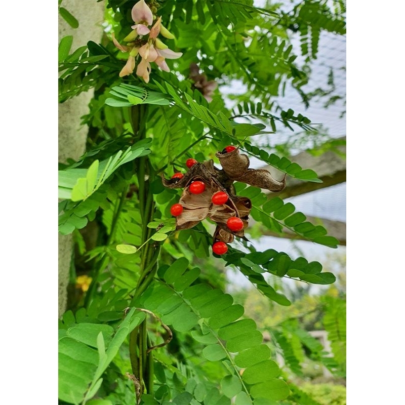 

Daun saga segar 100g